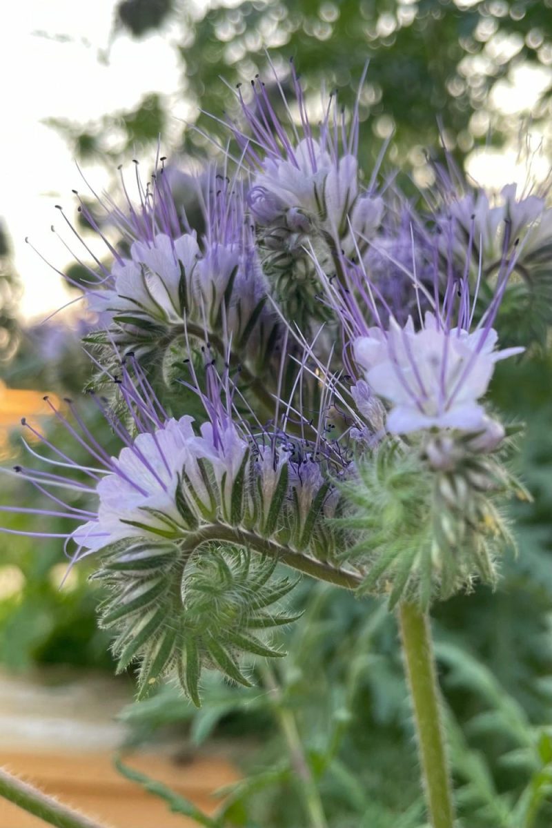 Garden Accessories |   Lacy Phacelia Seeds Art Pack Garden Garden Accessories