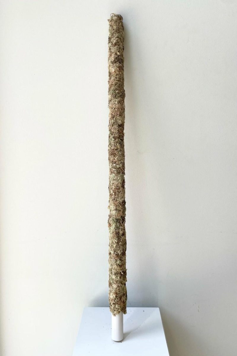 Garden Accessories |   Moss Pole 36″ Garden Garden Accessories