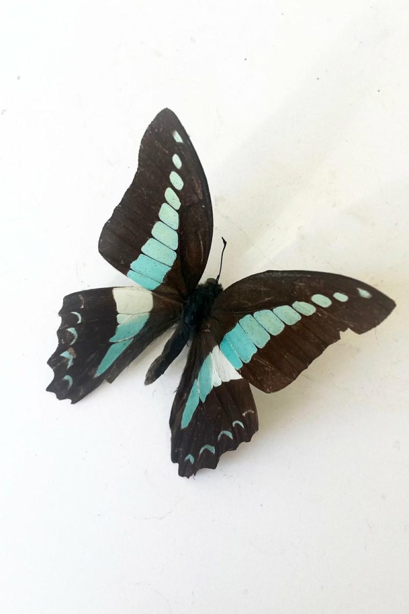 Home Accessories |   Graphium Sarpedon Home Home Accessories