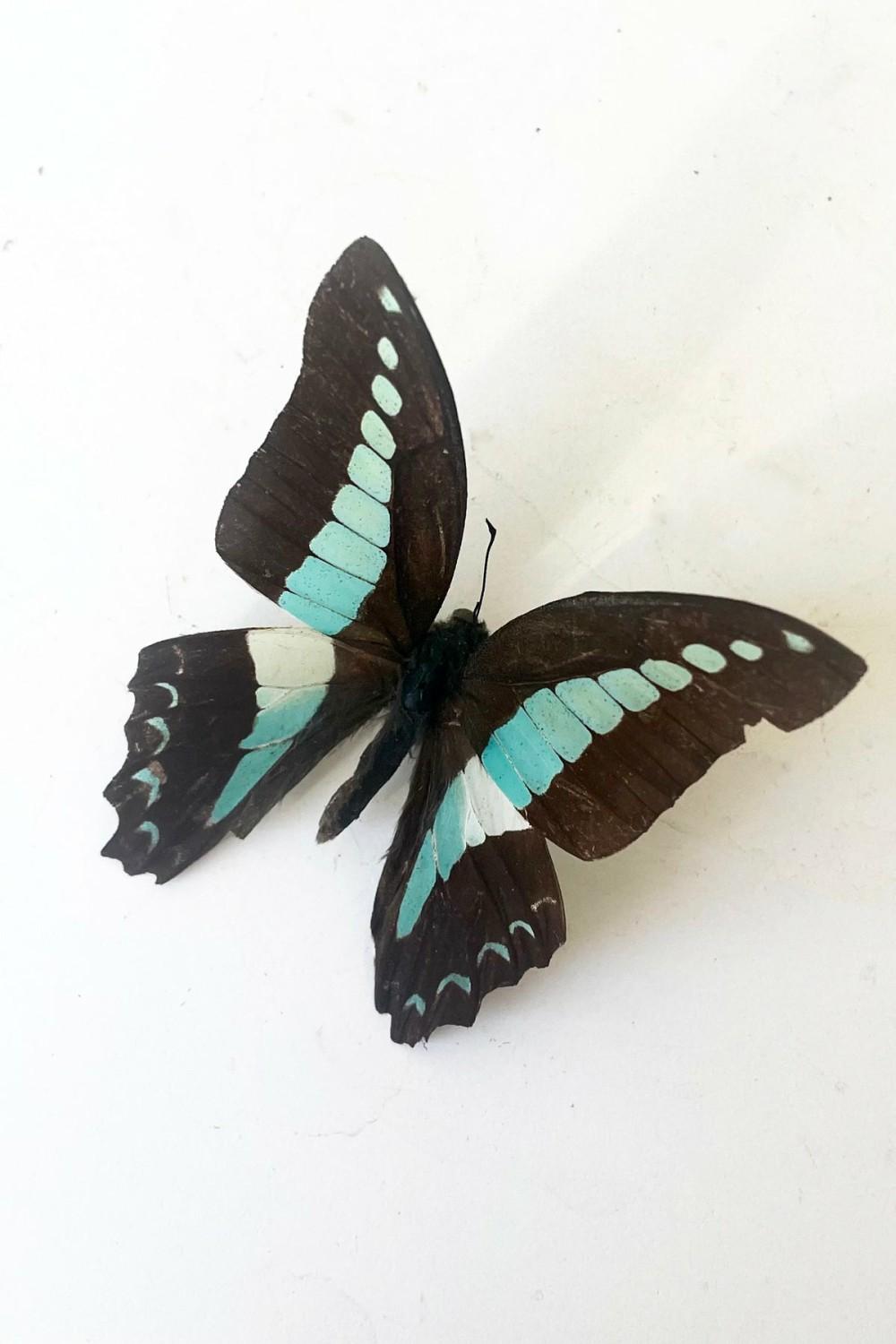 Home Accessories |   Graphium Sarpedon Home Home Accessories