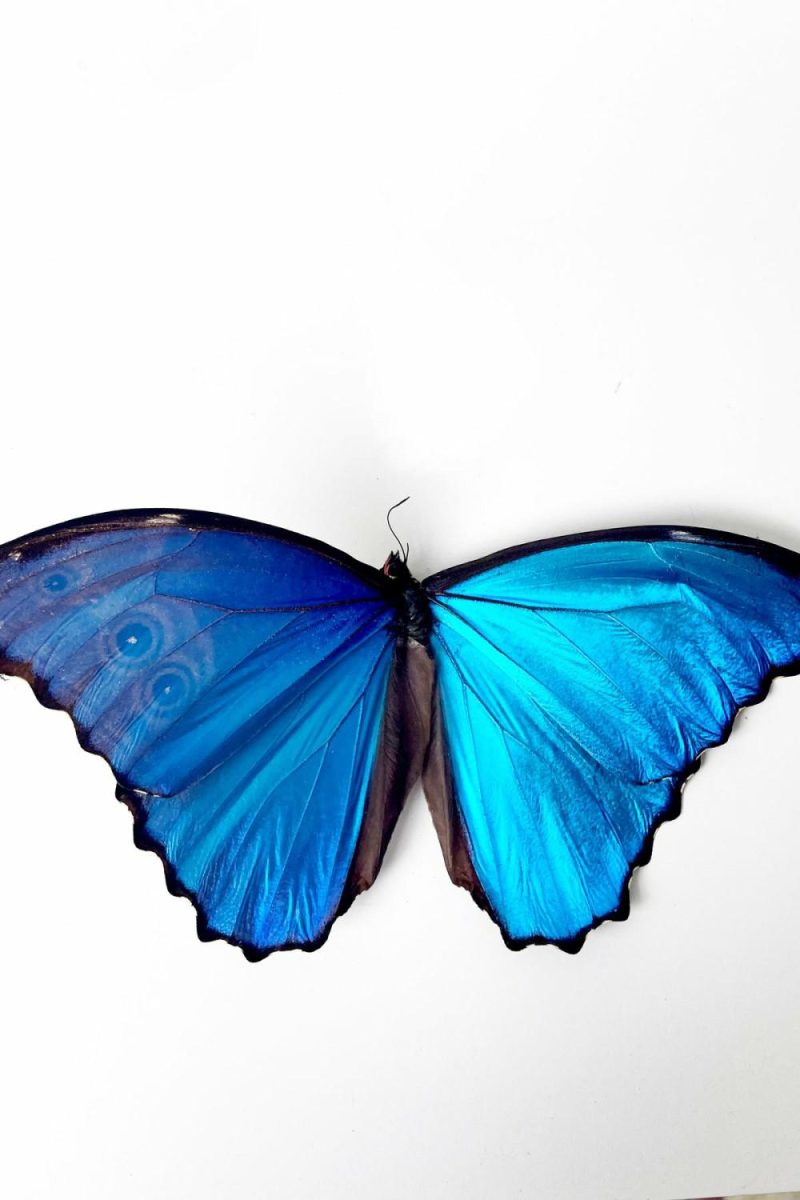 Home Accessories |   Morpho Godartii Didus Home Home Accessories