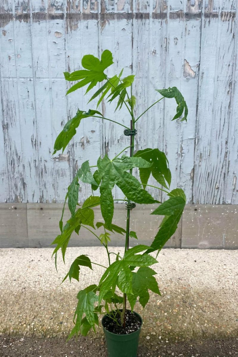 Indoor Plants |   Abutilon ‘Red Tiger’ 4″ Garden Indoor Plants