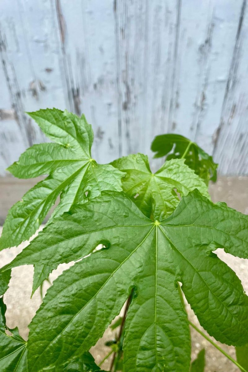 Indoor Plants |   Abutilon ‘Red Tiger’ 4″ Garden Indoor Plants