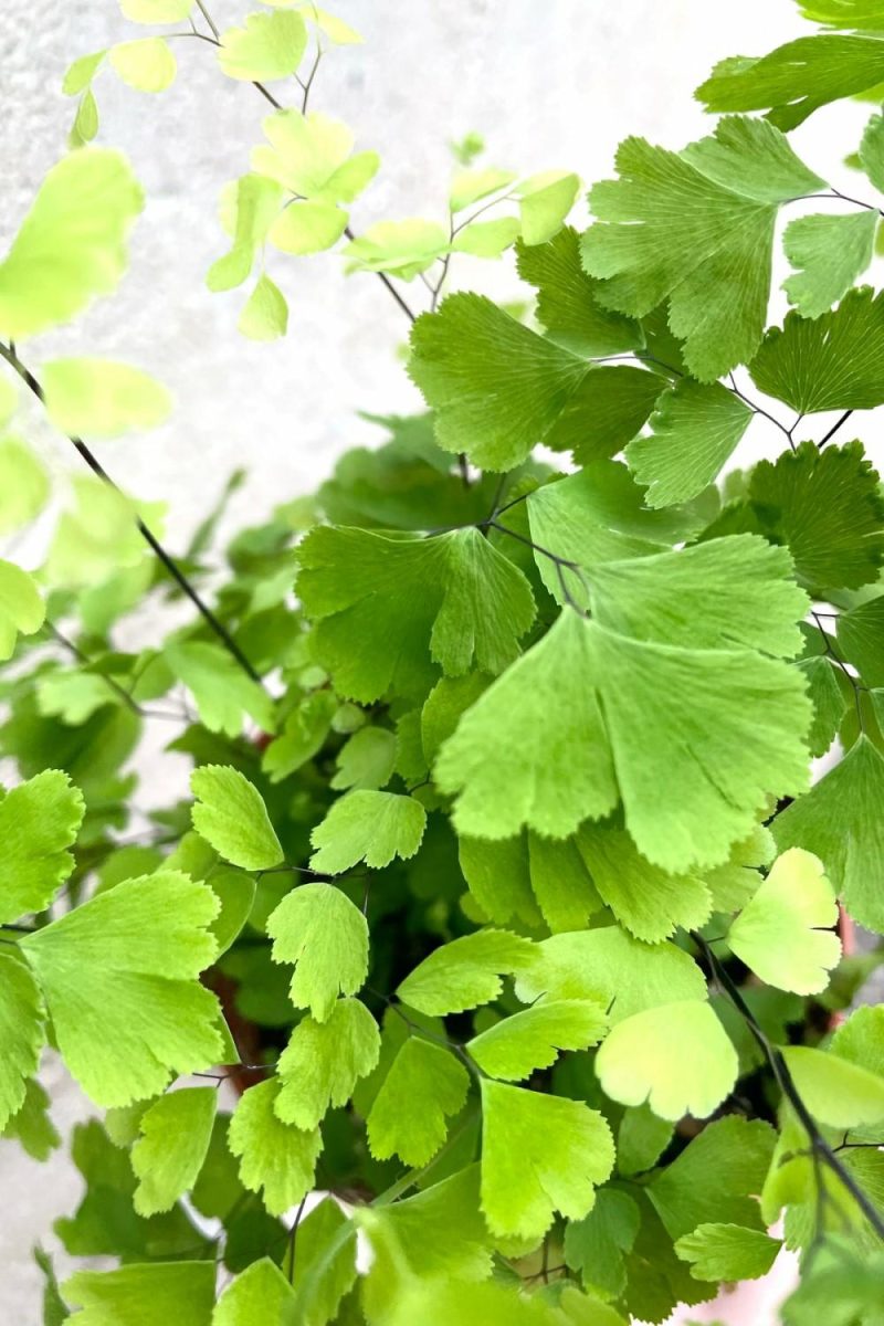 Indoor Plants |   Adiantum Raddianum “Maidenhair Fern” 4″ Garden Indoor Plants