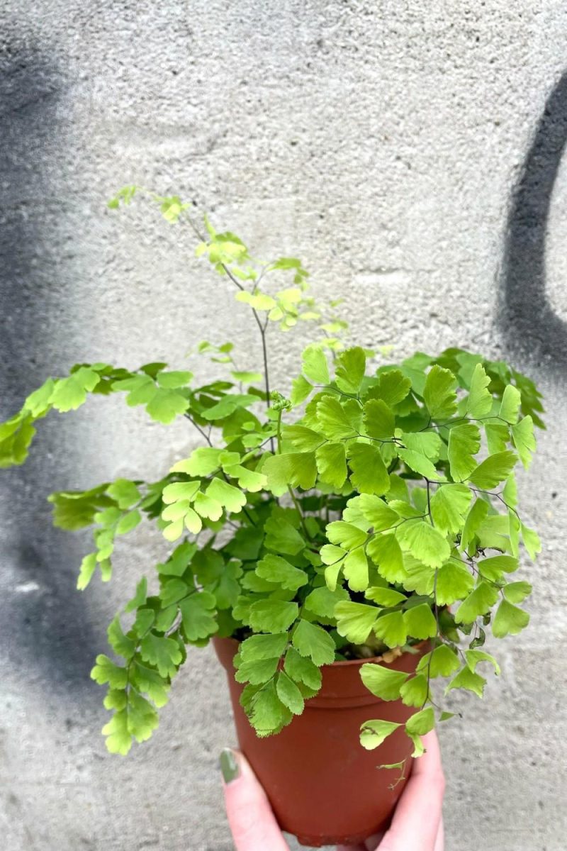 Indoor Plants |   Adiantum Raddianum “Maidenhair Fern” 4″ Garden Indoor Plants