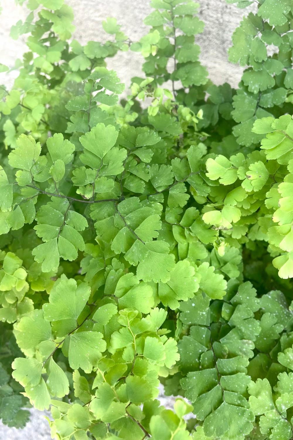 Indoor Plants |   Adiantum Raddianum “Maidenhair Fern” 8″ Garden Indoor Plants