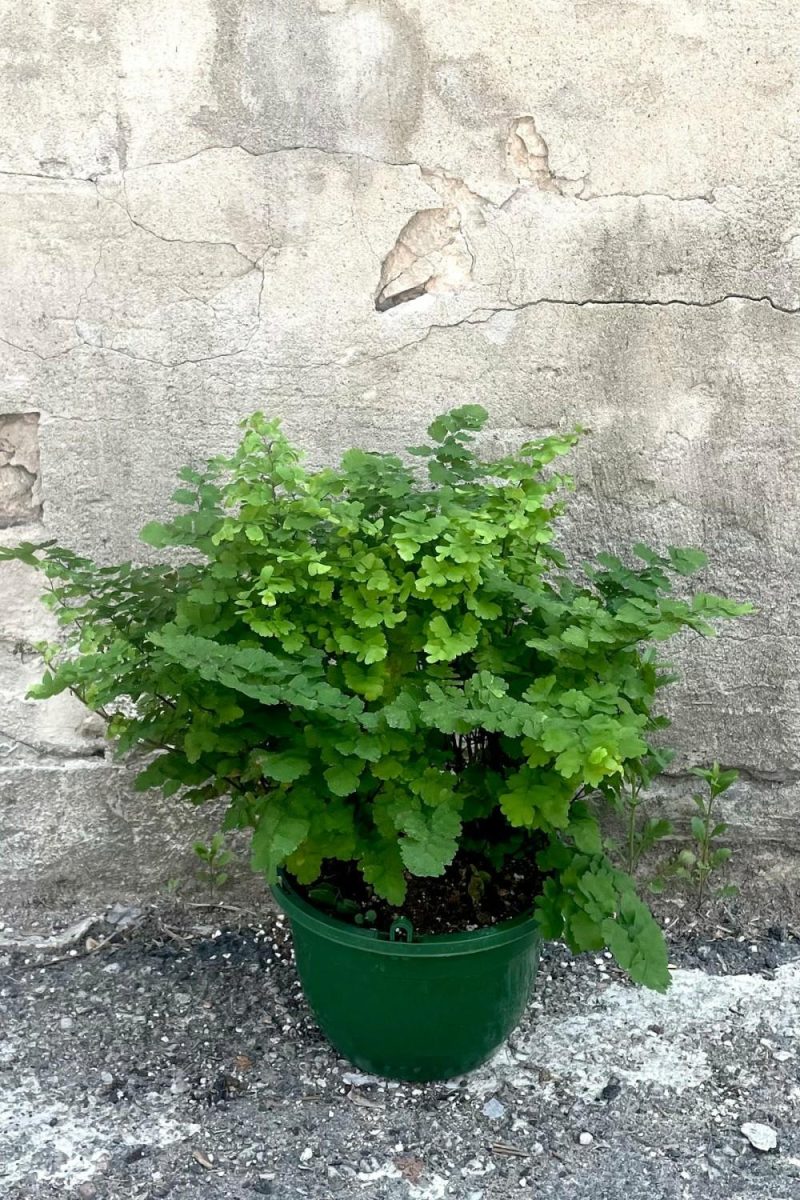 Indoor Plants |   Adiantum Raddianum “Maidenhair Fern” 8″ Garden Indoor Plants