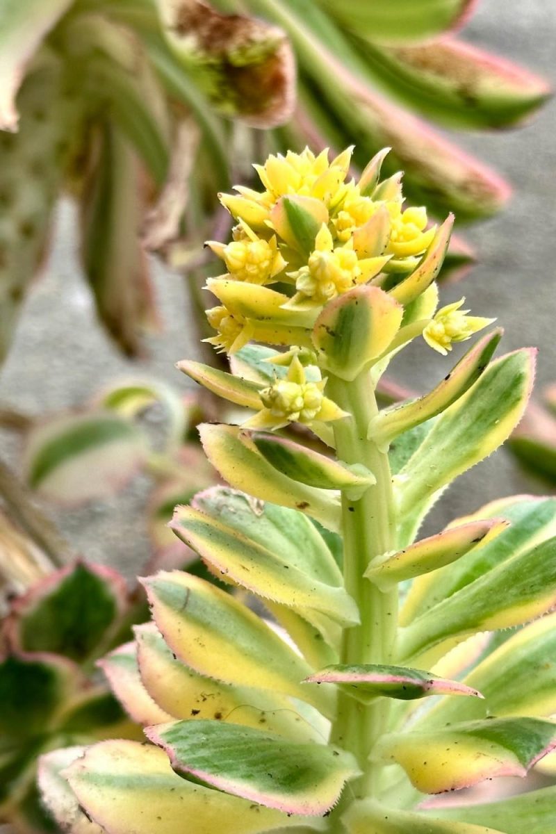 Indoor Plants |   Aeonium ‘sunburst’ #5 Garden Indoor Plants