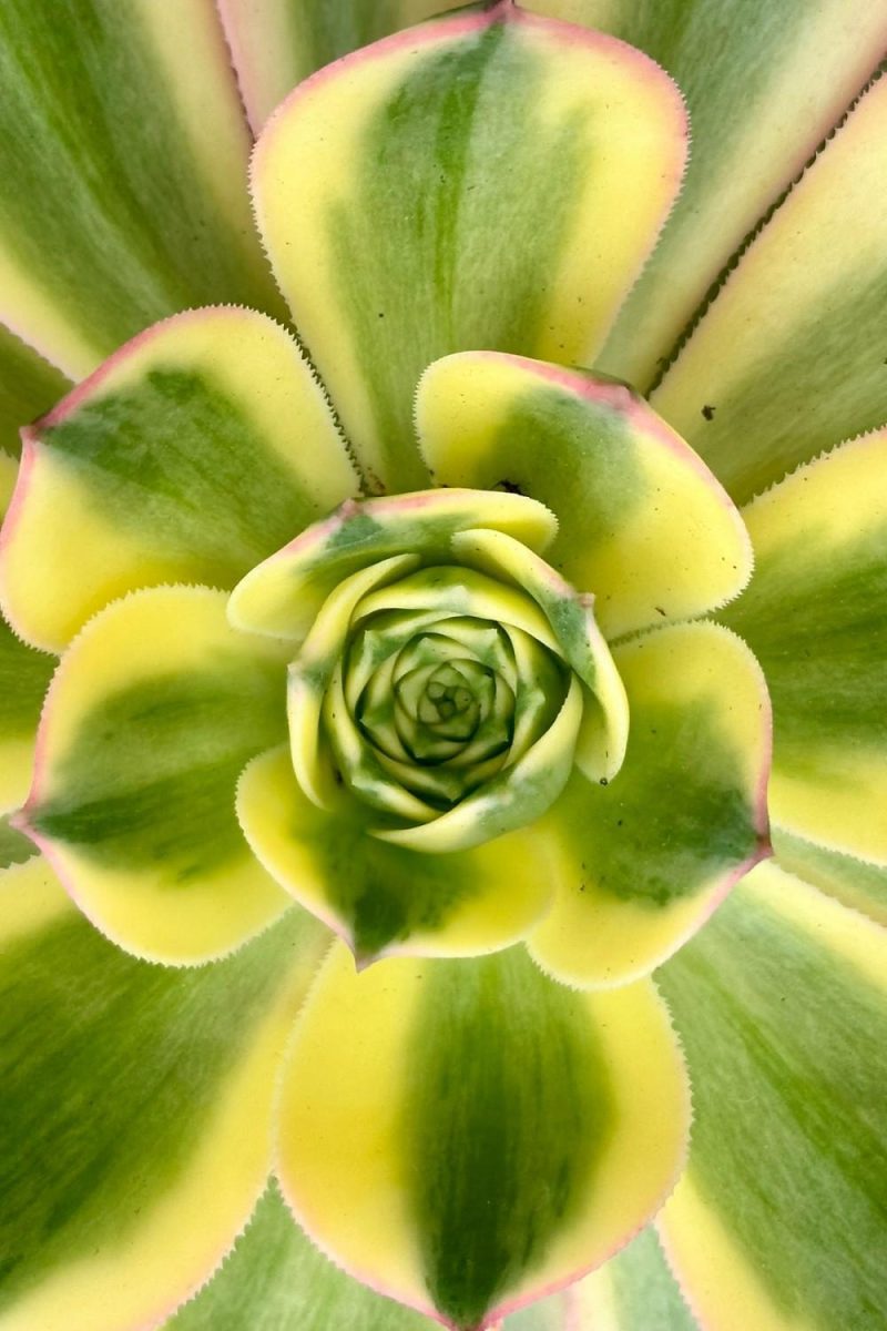 Indoor Plants |   Aeonium ‘sunburst’ #5 Garden Indoor Plants