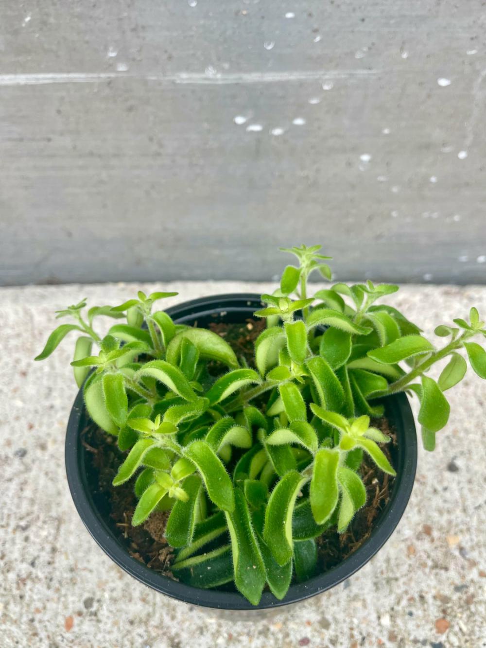 Indoor Plants |   Aeschynanthus Radicans ‘Rasta’ 4″ Garden Indoor Plants