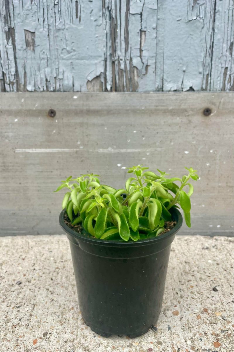 Indoor Plants |   Aeschynanthus Radicans ‘Rasta’ 4″ Garden Indoor Plants