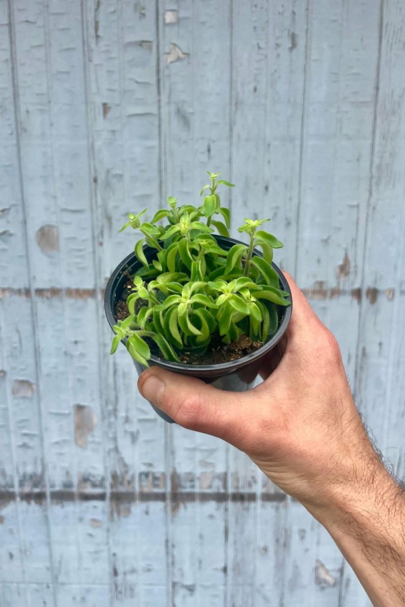 Indoor Plants |   Aeschynanthus Radicans ‘Rasta’ 4″ Garden Indoor Plants