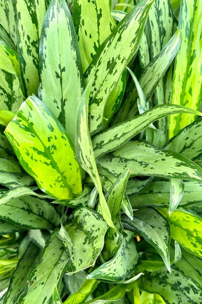 Indoor Plants |   Aglaonema  ‘Cutlass’ 14″ Garden Indoor Plants