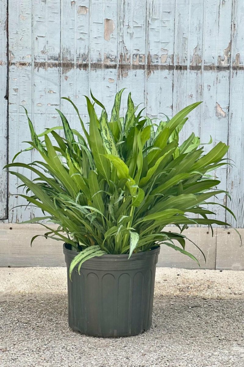 Indoor Plants |   Aglaonema  ‘Cutlass’ 14″ Garden Indoor Plants