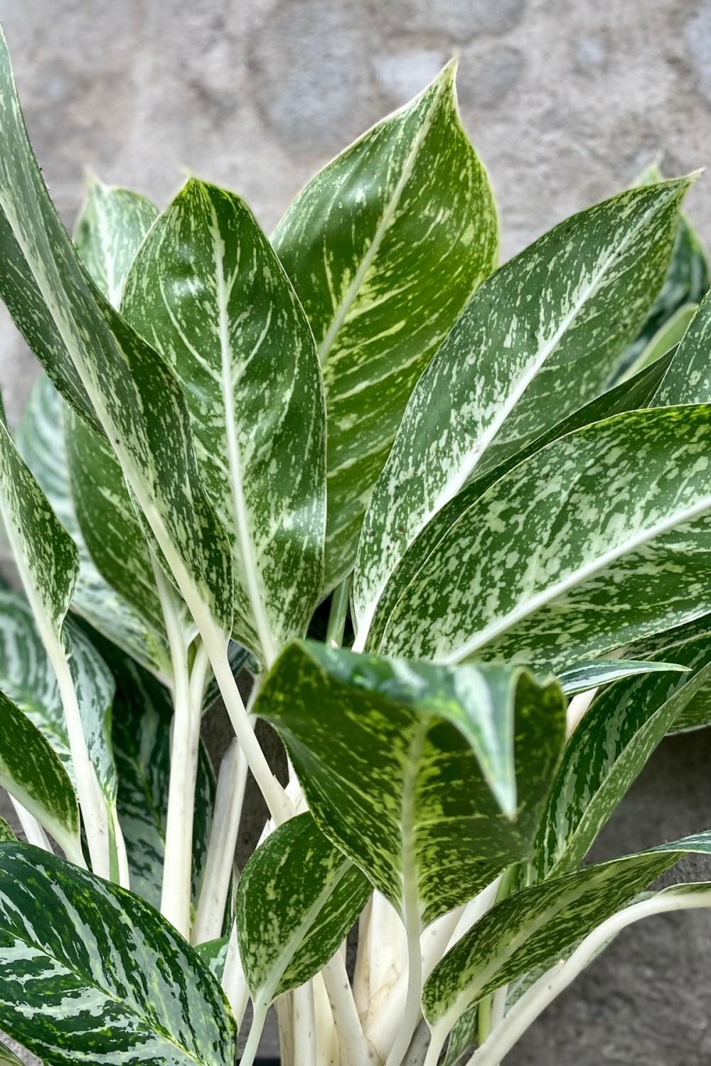 Indoor Plants |   Aglaonema ‘Golden Madonna’ 10″ Garden Indoor Plants