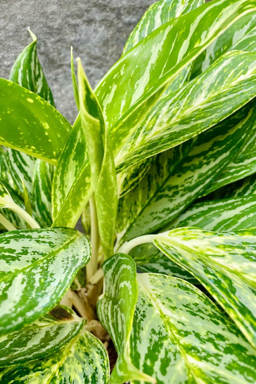 Indoor Plants |   Aglaonema ‘Golden Madonna’ 6″ Garden Indoor Plants