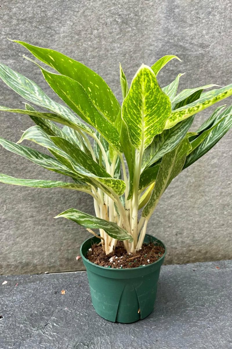 Indoor Plants |   Aglaonema ‘Golden Madonna’ 6″ Garden Indoor Plants