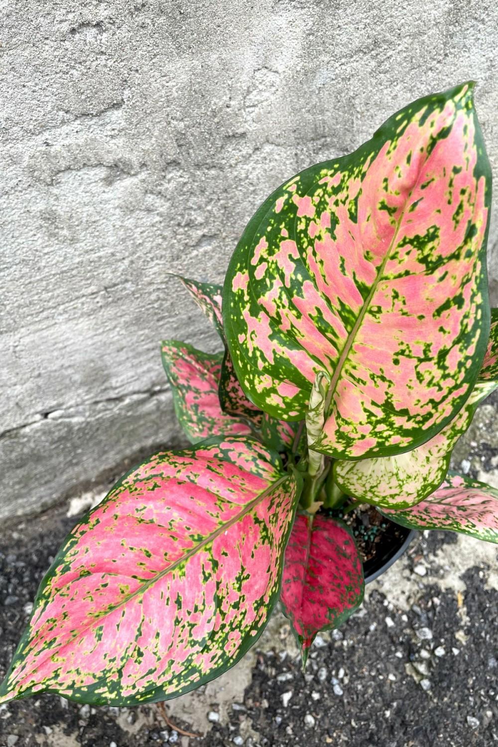 Indoor Plants |   Aglaonema ‘Red Valentine’ 6″ Garden Indoor Plants