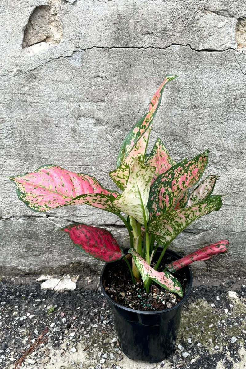 Indoor Plants |   Aglaonema ‘Red Valentine’ 6″ Garden Indoor Plants