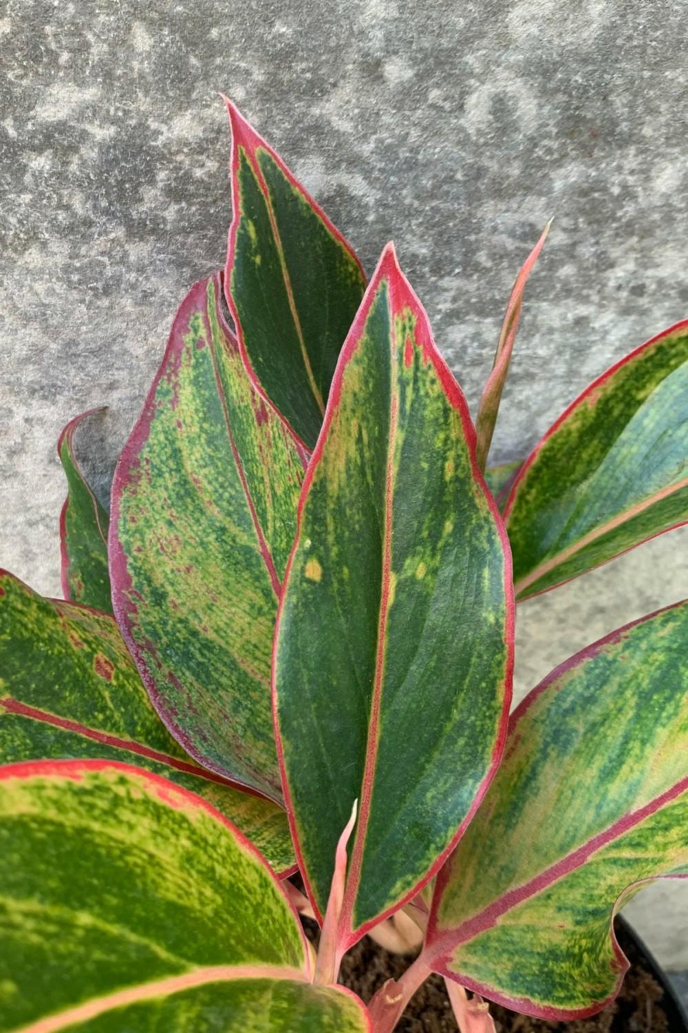 Indoor Plants |   Aglaonema ‘siam’ 6″ Garden Indoor Plants