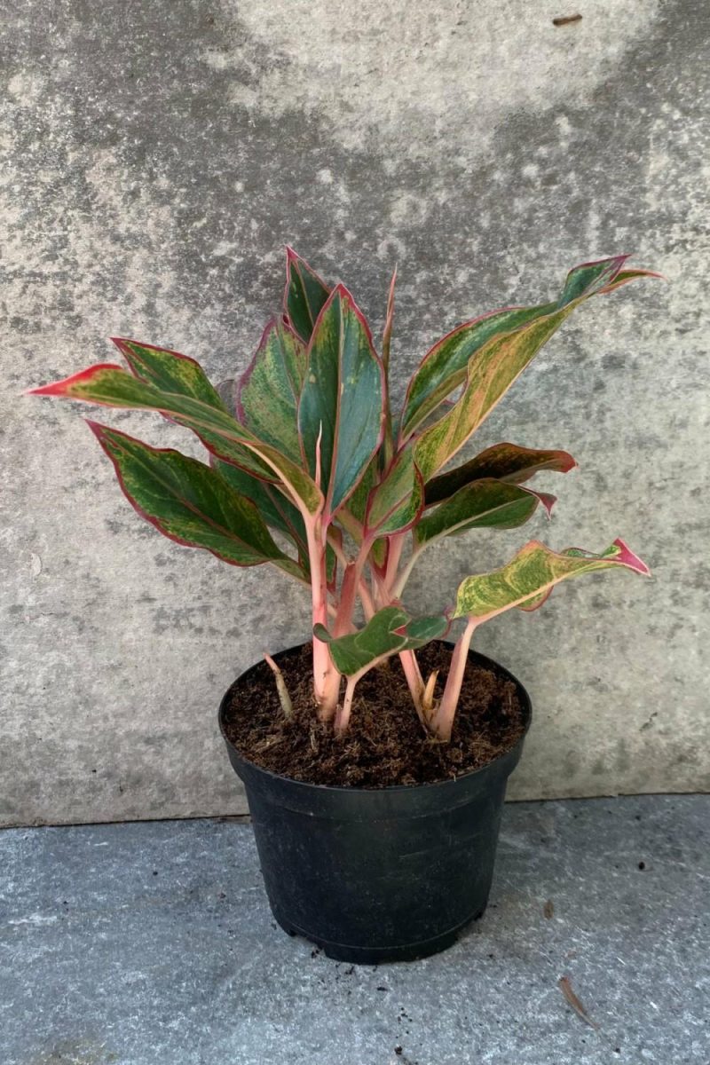 Indoor Plants |   Aglaonema ‘siam’ 6″ Garden Indoor Plants