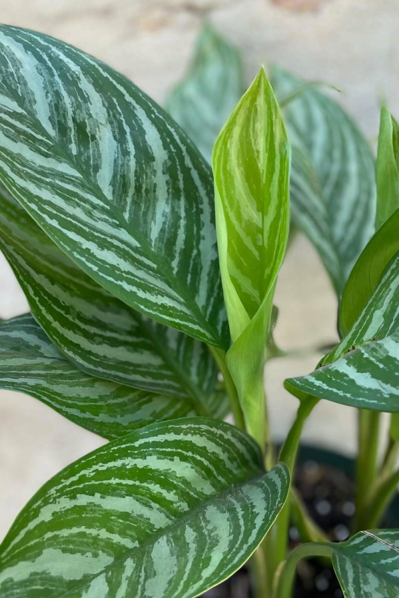 Indoor Plants |   Aglaonema ‘stripes’ 8″ Garden Indoor Plants