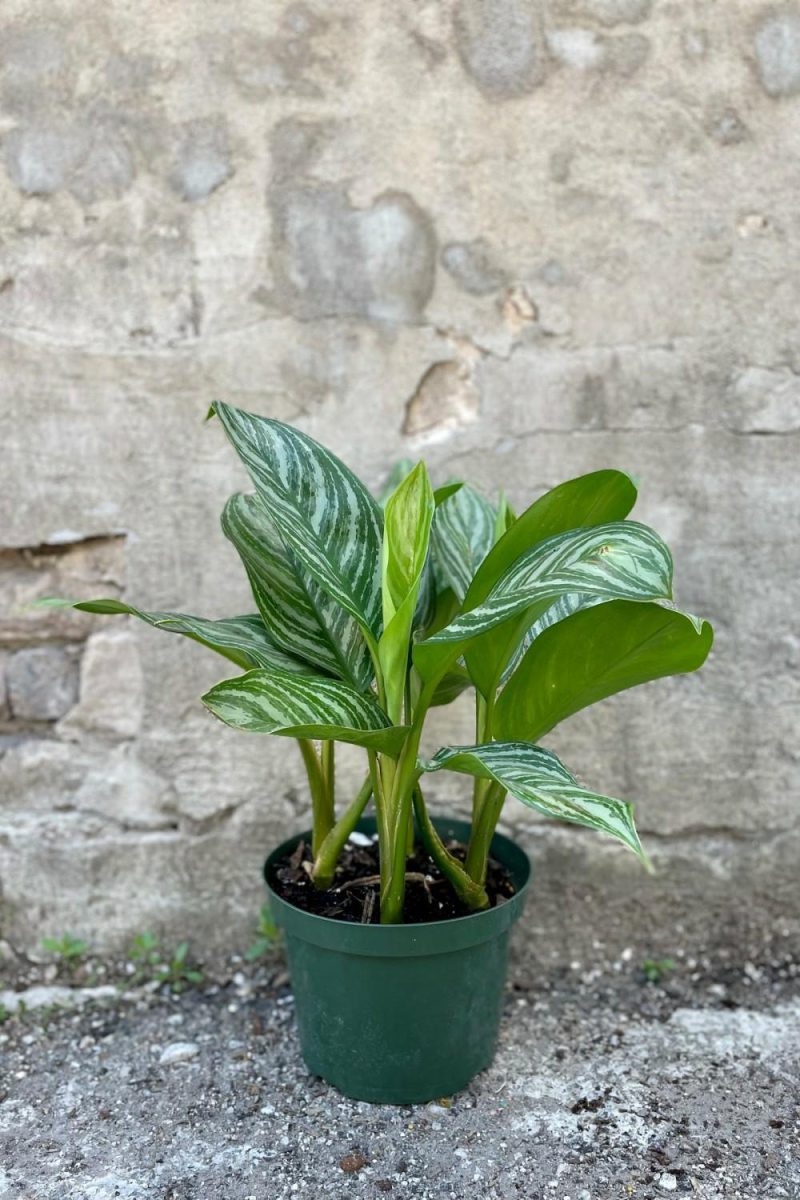 Indoor Plants |   Aglaonema ‘stripes’ 8″ Garden Indoor Plants