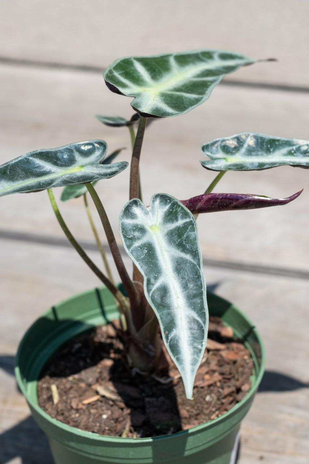 Indoor Plants |   Alocasia Amazonica ‘Bambino’ 4″ Garden Indoor Plants