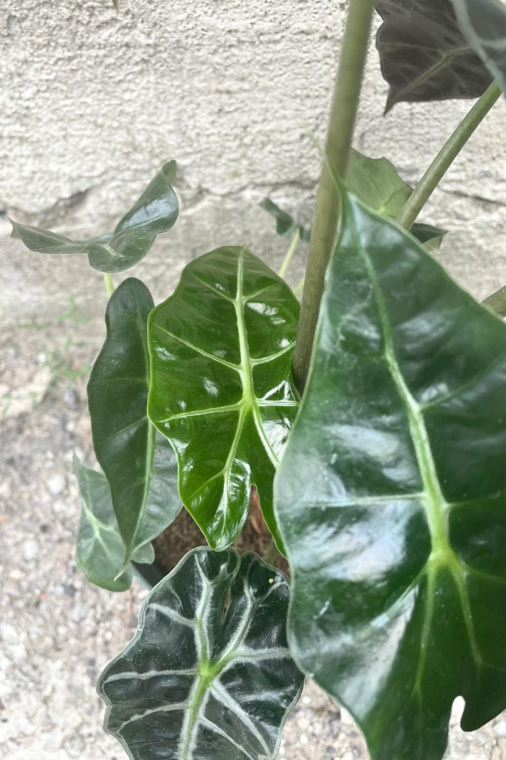 Indoor Plants |   Alocasia ‘Polly’ 6″ Garden Indoor Plants