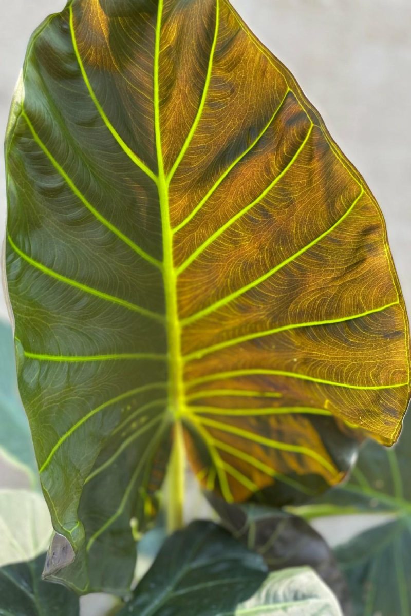 Indoor Plants |   Alocasia ‘Regal Shield’ 10″ Garden Indoor Plants