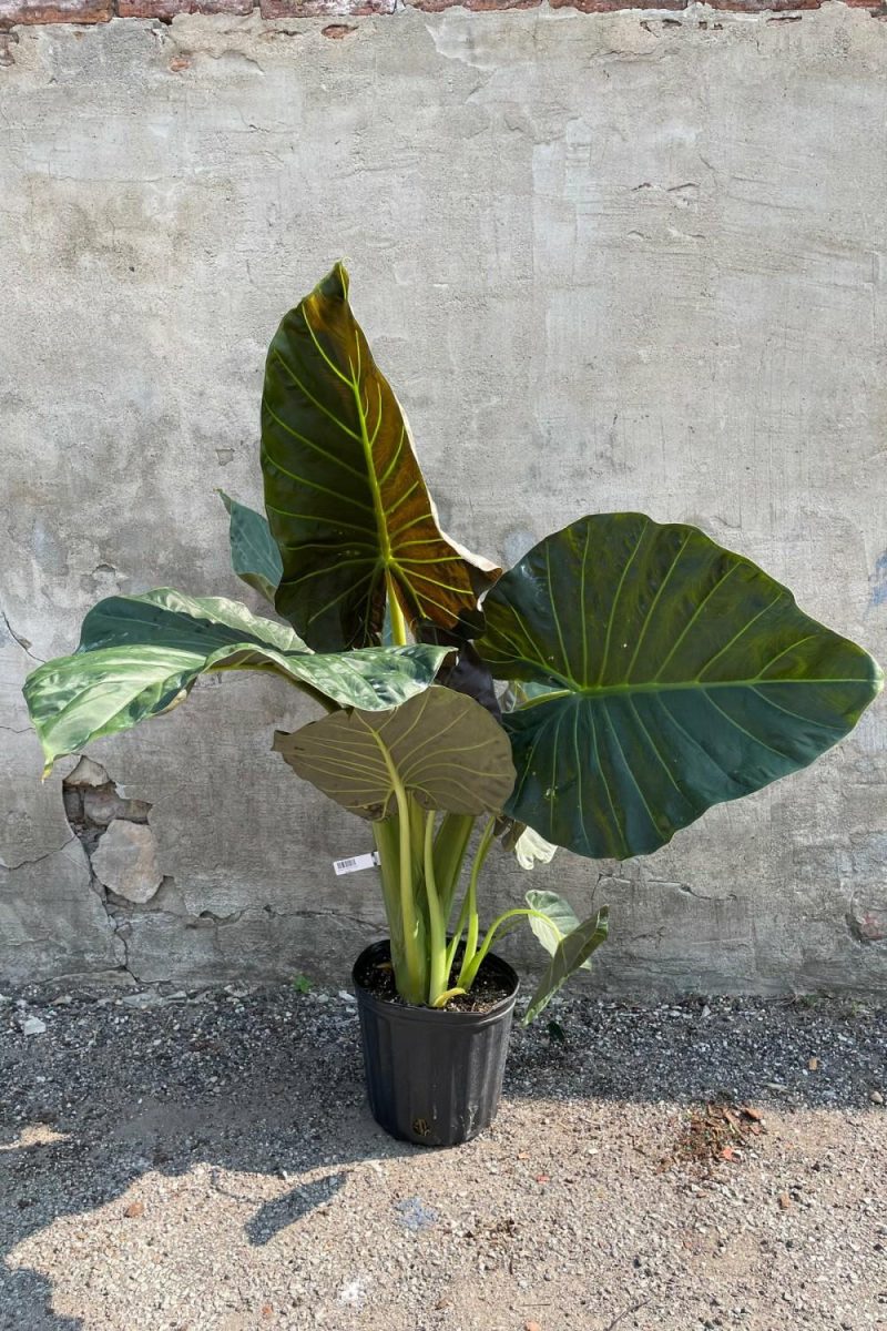 Indoor Plants |   Alocasia ‘Regal Shield’ 10″ Garden Indoor Plants