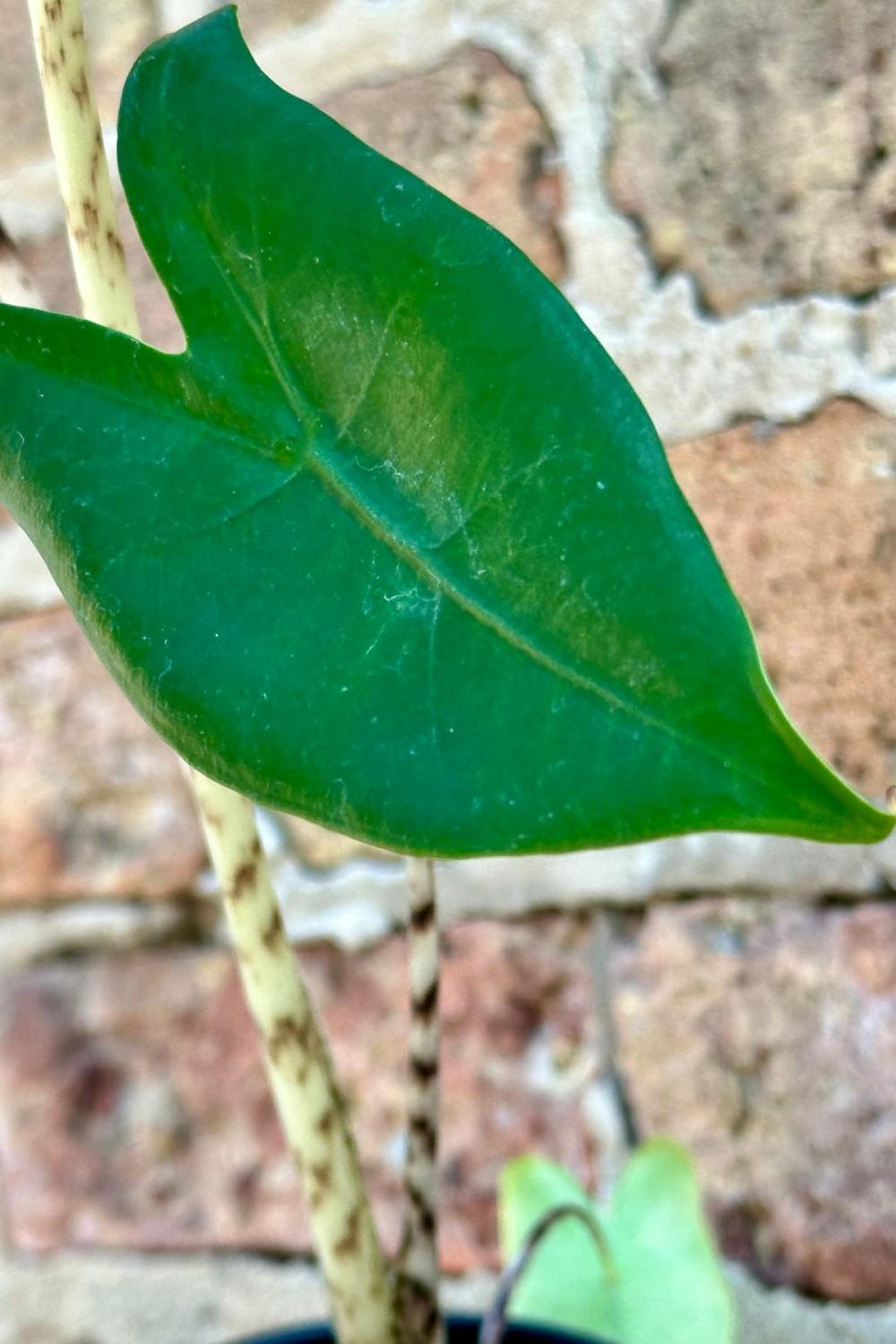 Indoor Plants |   Alocasia Zebrina 4″ Garden Indoor Plants