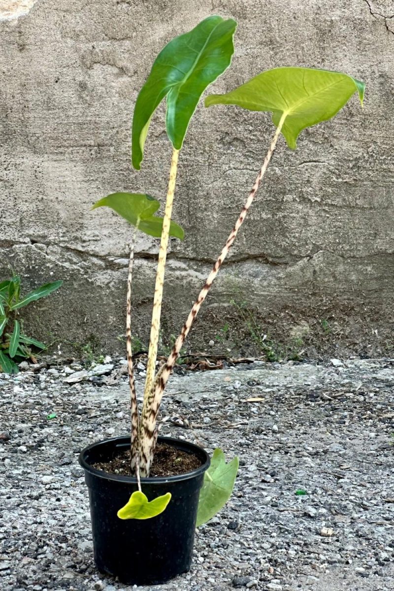 Indoor Plants |   Alocasia Zebrina 4″ Garden Indoor Plants