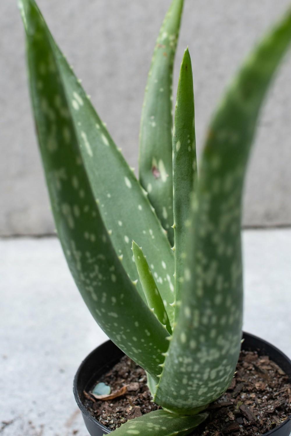 Indoor Plants |   Aloe Barbadensis 4″ Garden Indoor Plants