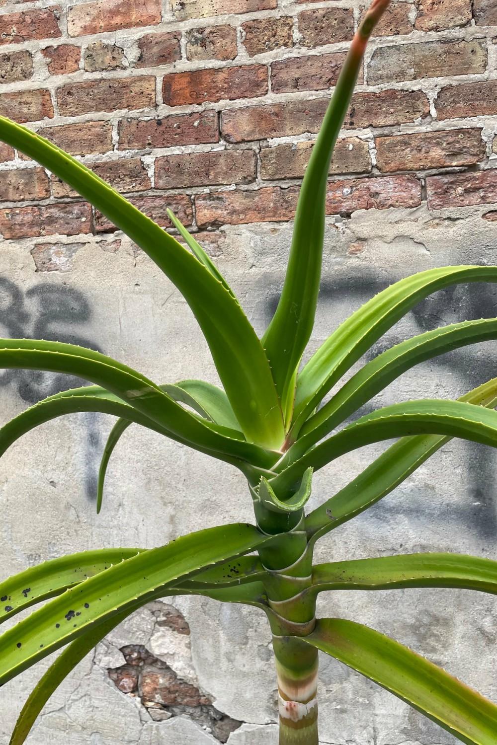 Indoor Plants |   Aloe Barberae (Syn. Bainesii) #5 Garden Indoor Plants