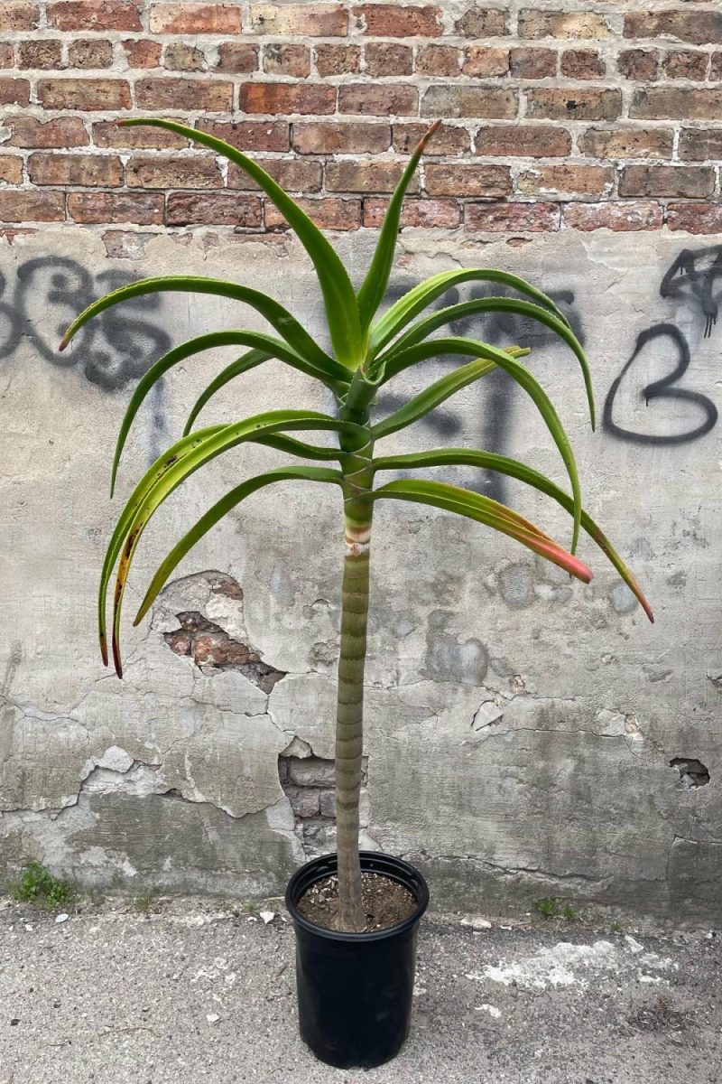 Indoor Plants |   Aloe Barberae (Syn. Bainesii) #5 Garden Indoor Plants