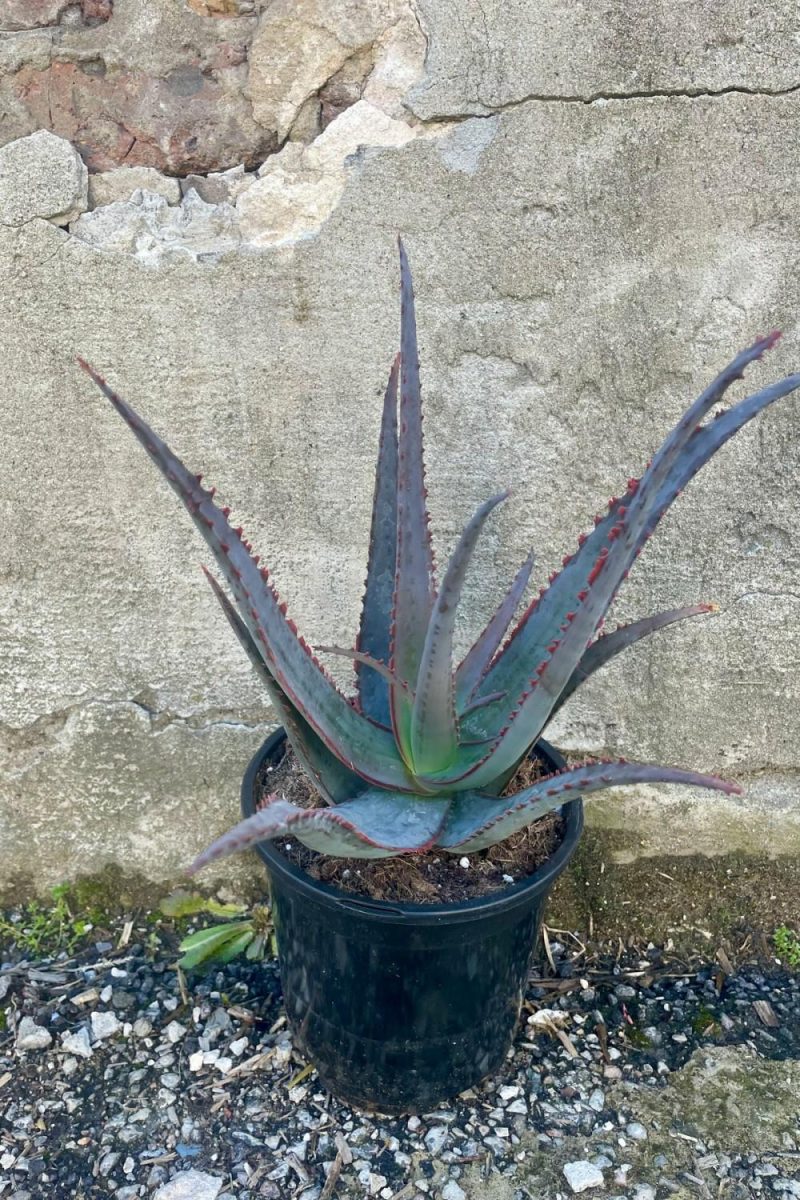 Indoor Plants |   Aloe Divaricata ‘Diablo’ #1 Garden Indoor Plants