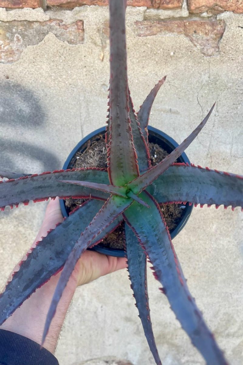 Indoor Plants |   Aloe Divaricata ‘Diablo’ #1 Garden Indoor Plants