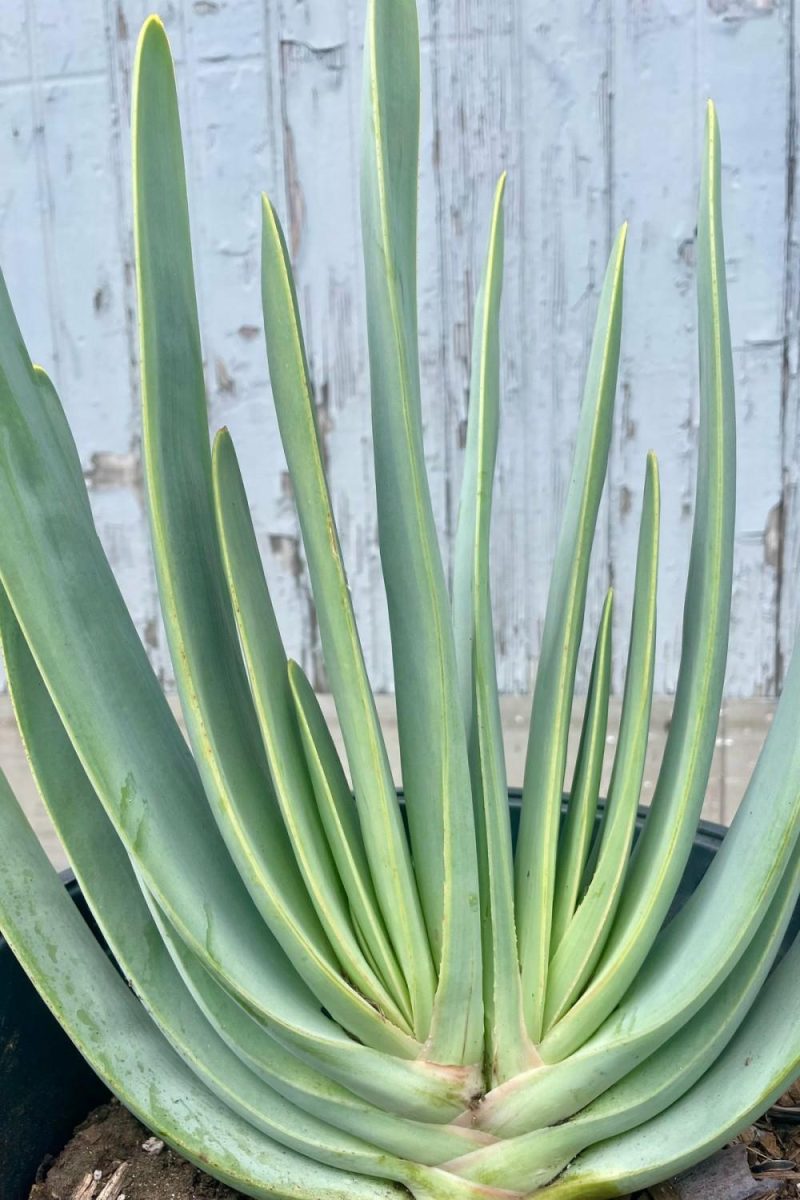 Indoor Plants |   Aloe Plicotillis #5 Garden Indoor Plants