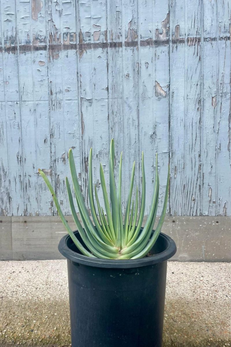 Indoor Plants |   Aloe Plicotillis #5 Garden Indoor Plants