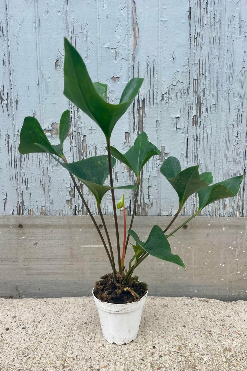 Indoor Plants |   Anthurium ‘Arrow’ 4″ Garden Indoor Plants