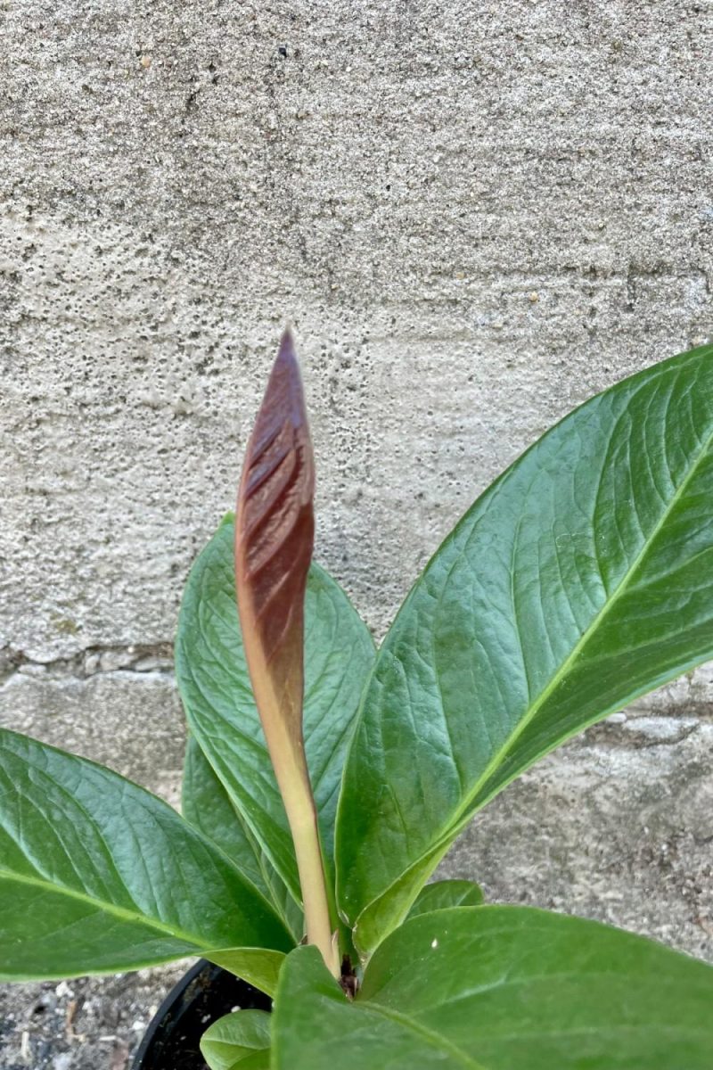 Indoor Plants |   Anthurium Bonplandii Ssp. Guayanum ‘Cobra’ 4″ Garden Indoor Plants