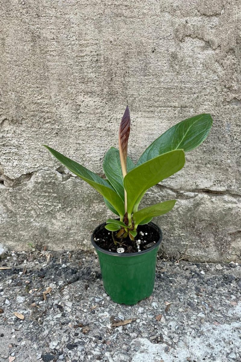 Indoor Plants |   Anthurium Bonplandii Ssp. Guayanum ‘Cobra’ 4″ Garden Indoor Plants