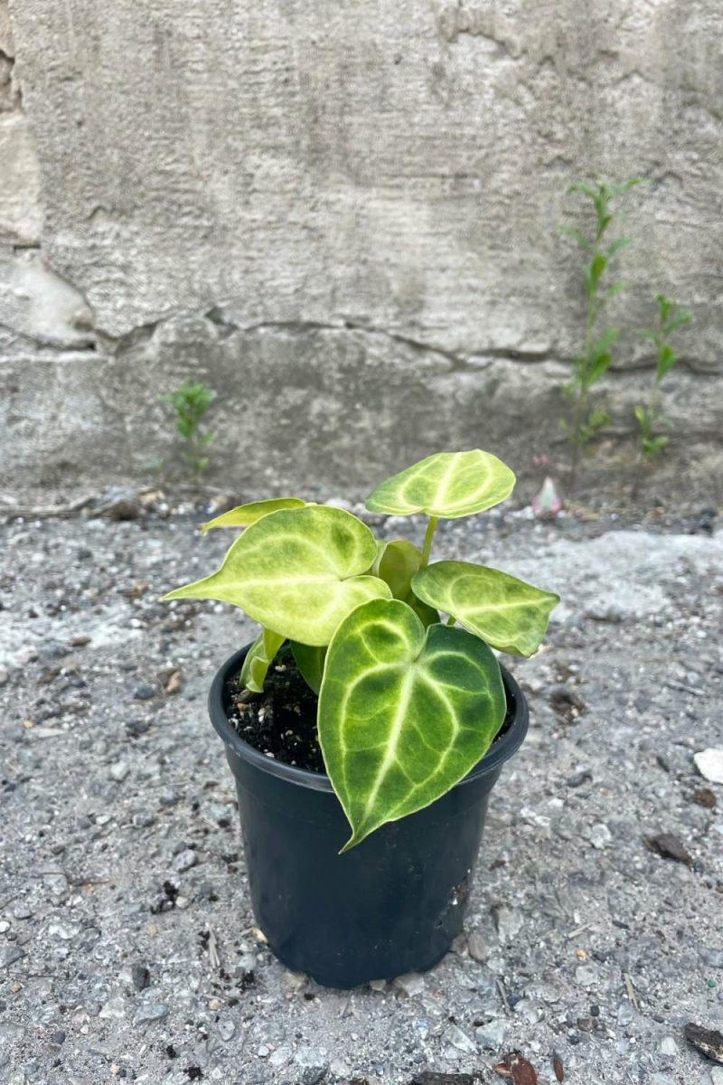 Indoor Plants |   Anthurium Clarinervium 4″ Garden Indoor Plants