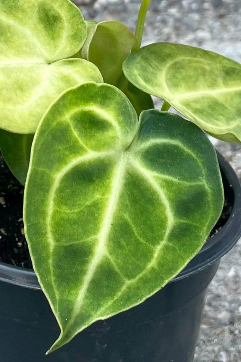 Indoor Plants |   Anthurium Clarinervium 4″ Garden Indoor Plants