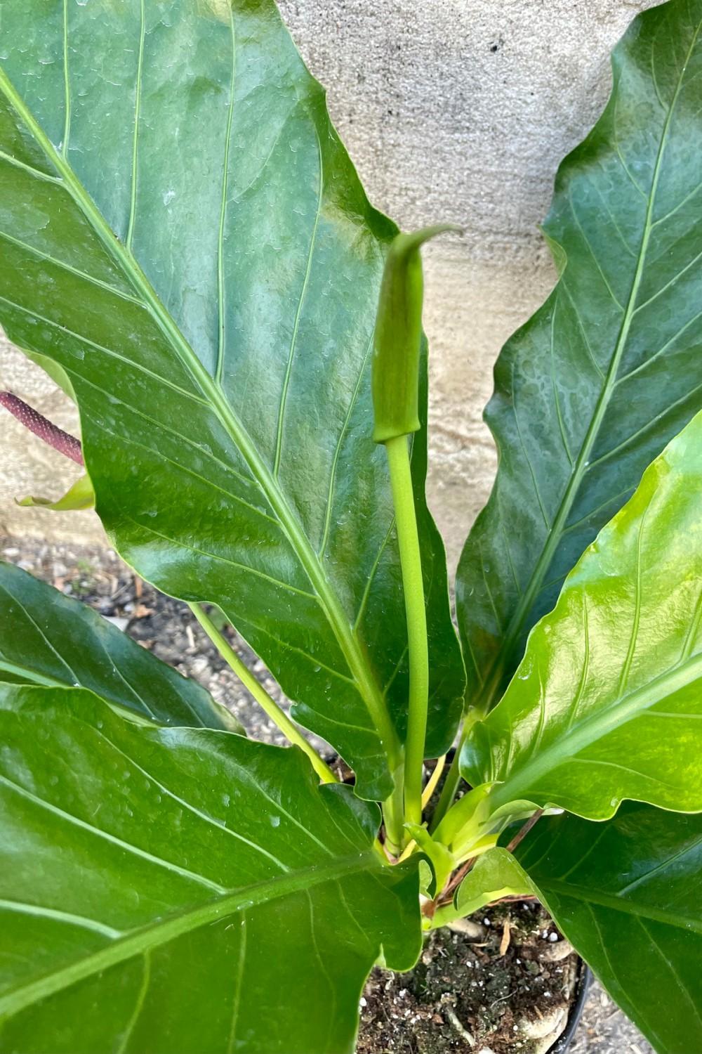 Indoor Plants |   Anthurium Hookeri 6″ Garden Indoor Plants