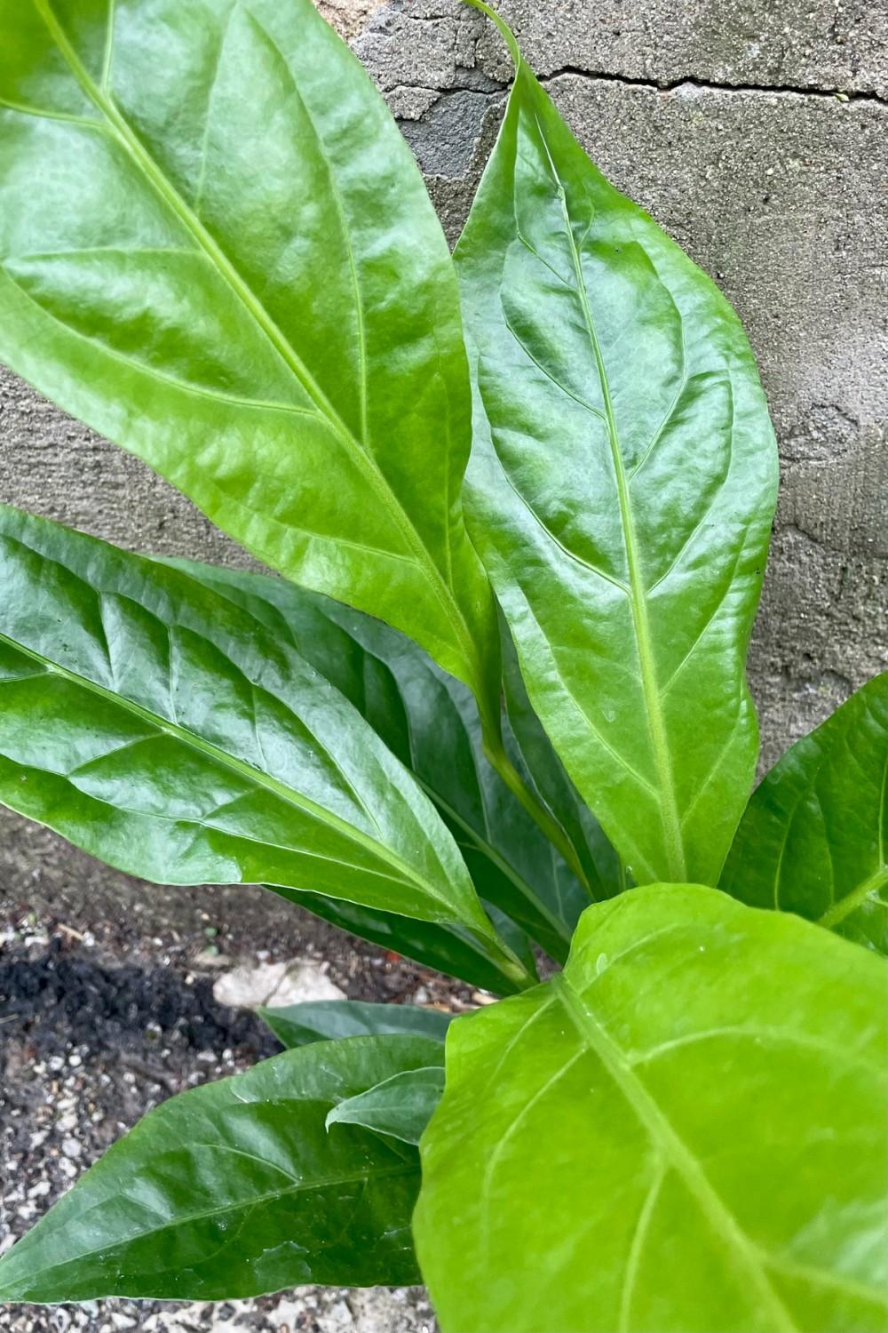 Indoor Plants |   Anthurium ‘Jungle Bush’ 5″ Garden Indoor Plants