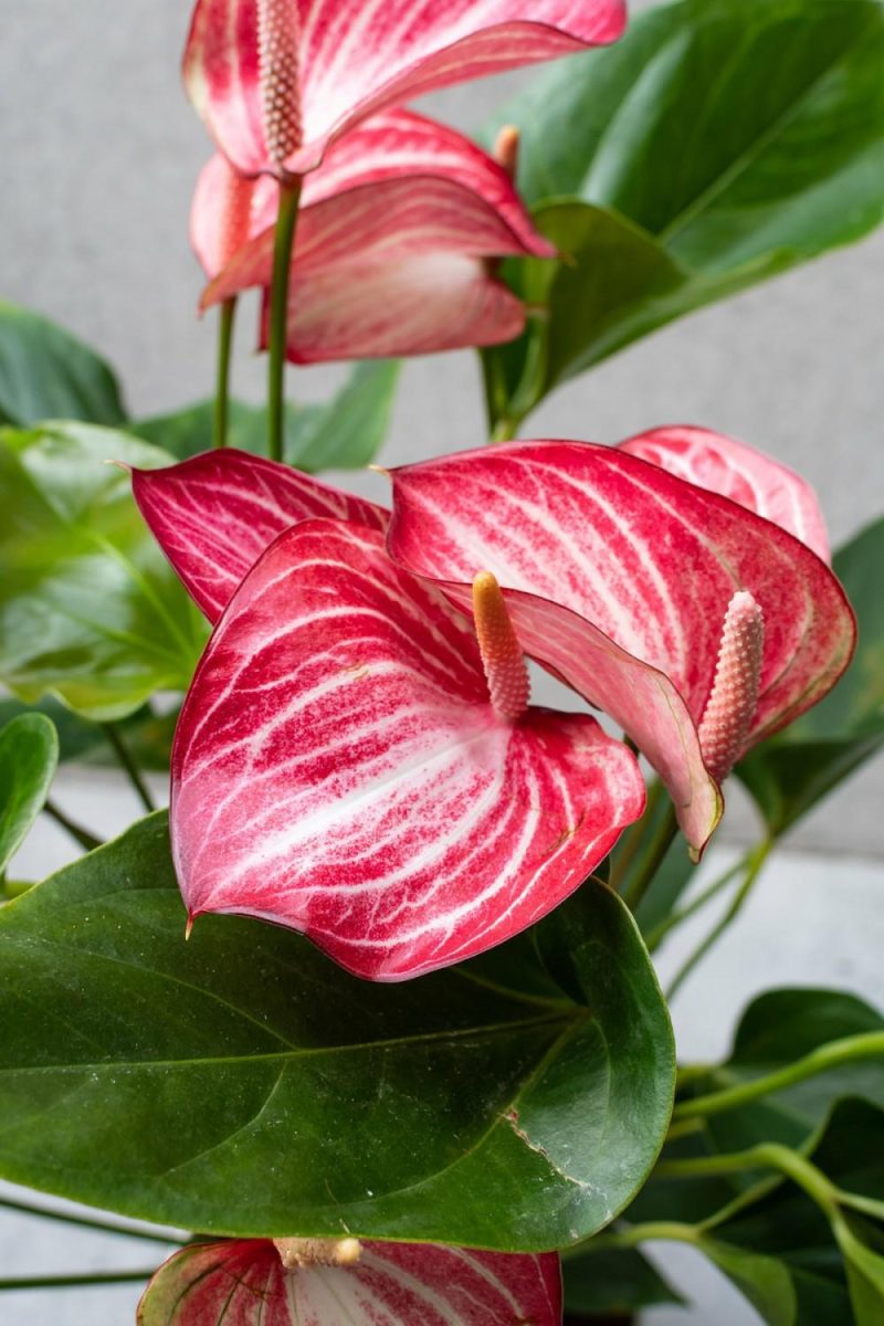 Indoor Plants |   Anthurium ‘Livium’ 6″ Garden Indoor Plants