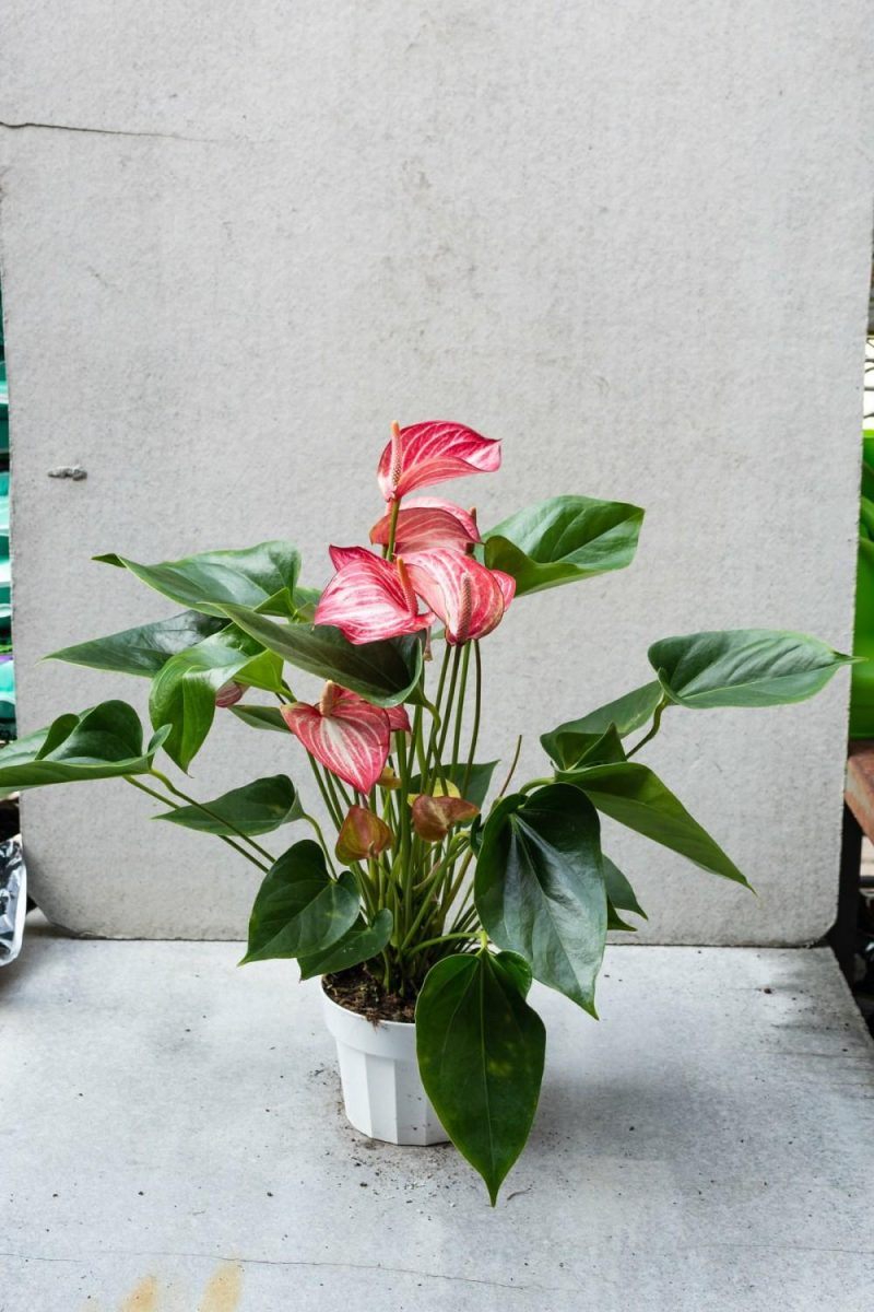 Indoor Plants |   Anthurium ‘Livium’ 6″ Garden Indoor Plants