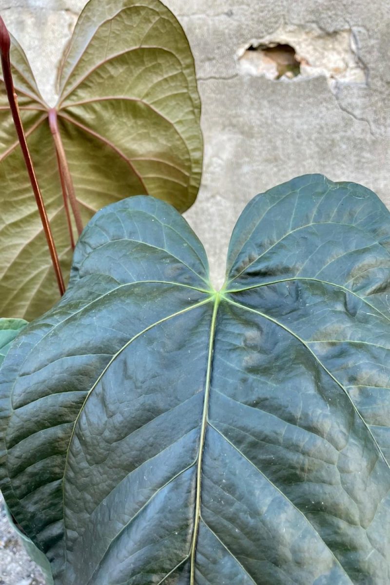 Indoor Plants |   Anthurium ‘Queen Of Hearts’ 6″ Garden Indoor Plants